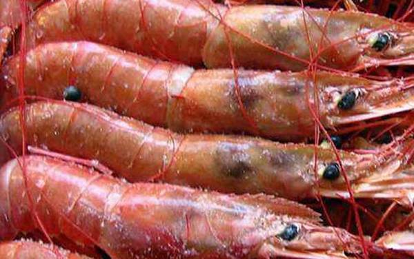 阿根廷红虾是什么虾?