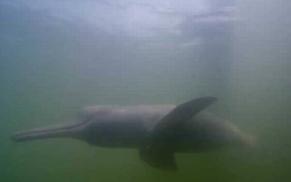 食人鱼的天敌有哪些?