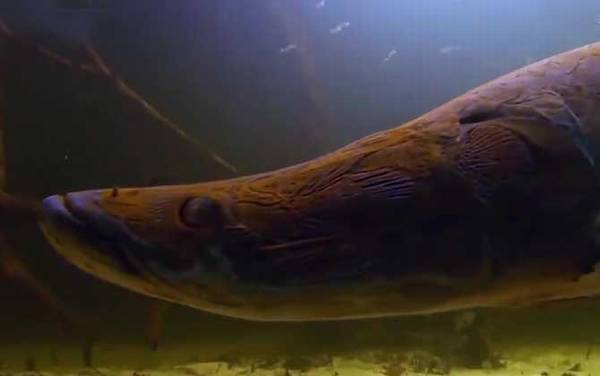 食人鱼的天敌有哪些?