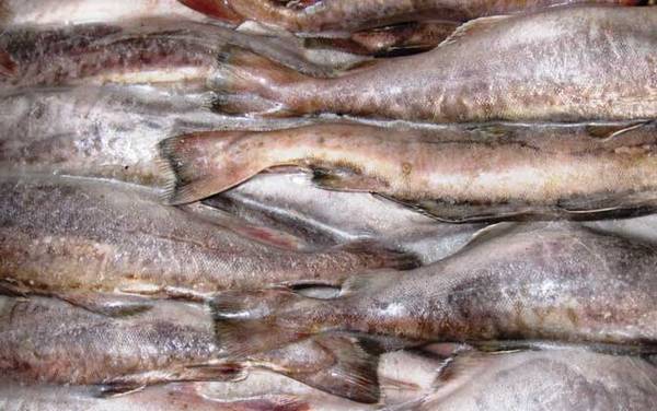 鳕鱼价格多少钱一斤?