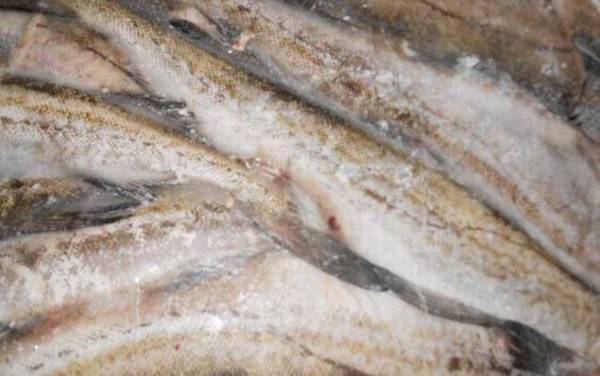 鳕鱼价格多少钱一斤?