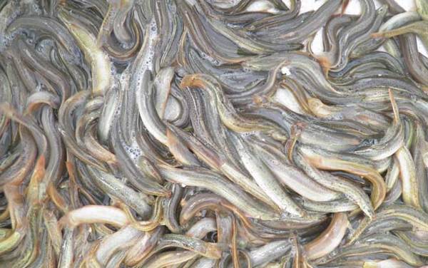 泥鳅吃鱼的粪便吗?