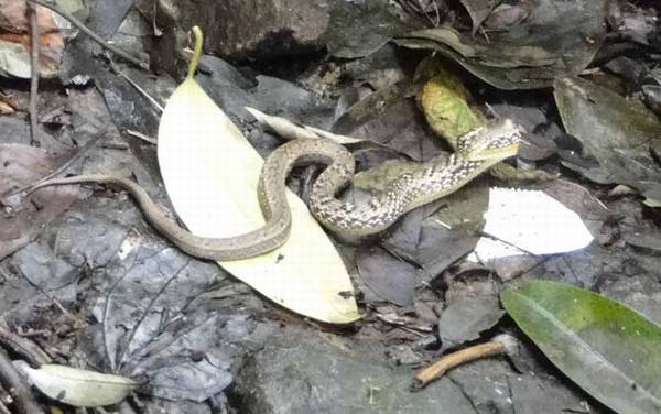 黄鳝和蛇有什么区别?