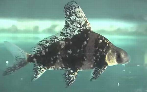 胭脂鱼是什么鱼?