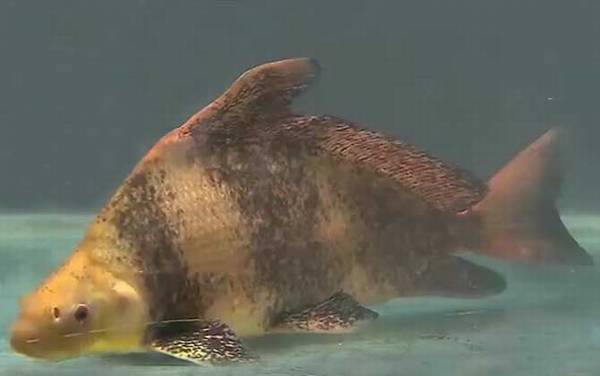 胭脂鱼是什么鱼?