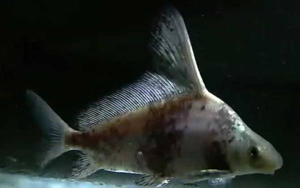 胭脂鱼是什么鱼?