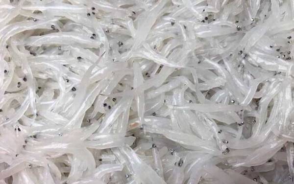 白肌银鱼是什么鱼?