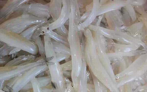 白肌银鱼是什么鱼?