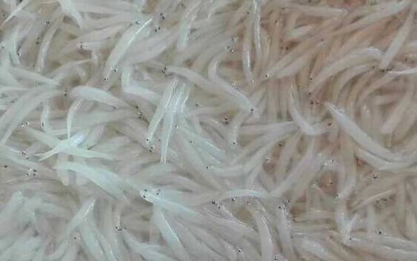 白肌银鱼是什么鱼?
