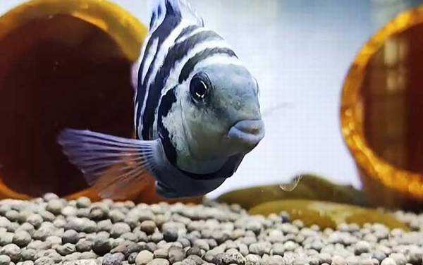 鹦鹉鱼是什么鱼?