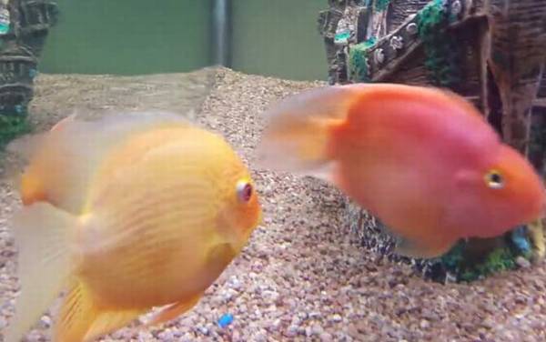 鹦鹉鱼是什么鱼?