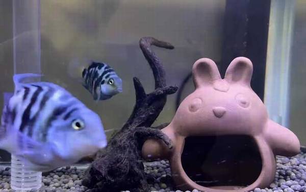 鹦鹉鱼是什么鱼?