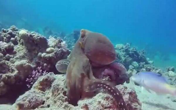 章鱼的血液是什么颜色?