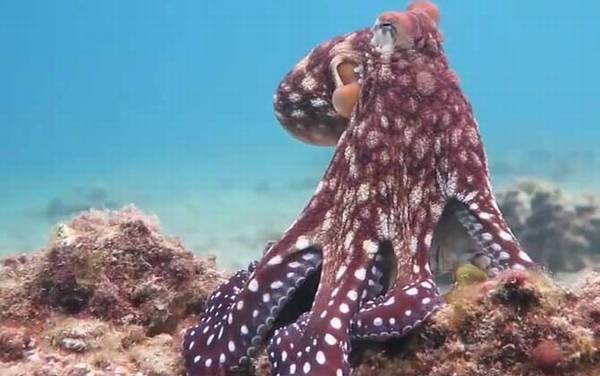 章鱼的血液为什么是蓝色的?