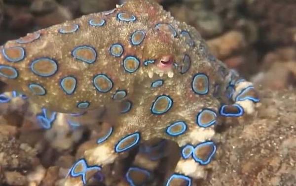 蓝环章鱼是什么动物?