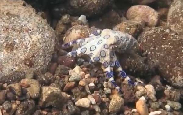 蓝环章鱼是什么动物?