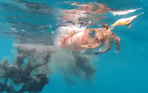 乌贼是什么动物?