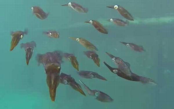 乌贼是什么动物?