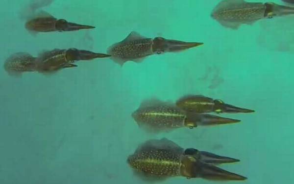 乌贼是什么动物?