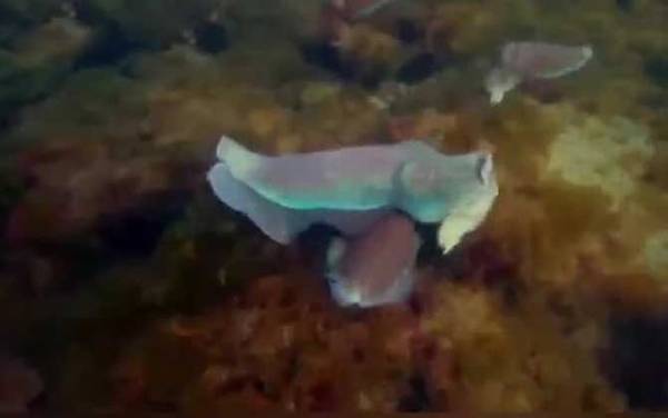 乌贼是什么动物?