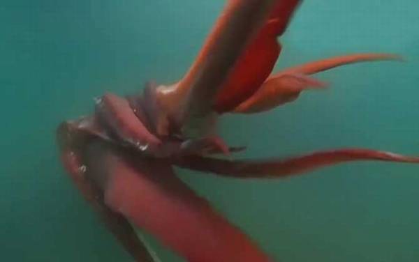 大王乌贼有多大?