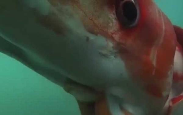 大王乌贼有多大?