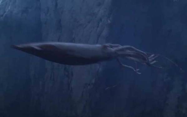 大王乌贼有多大?