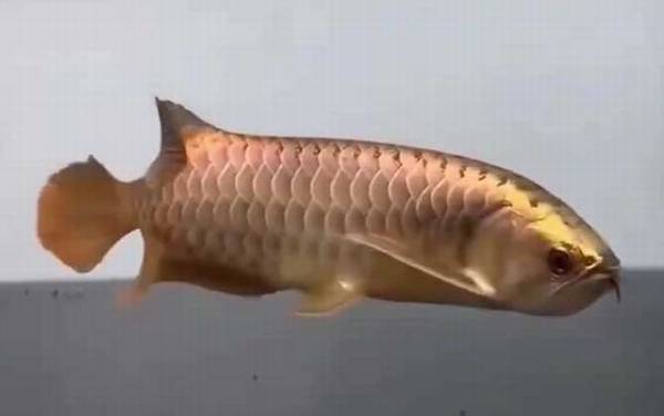 龙鱼价格多少钱一条?