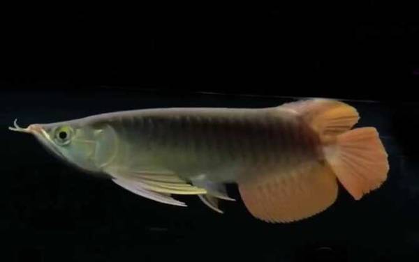 龙吐珠鱼是什么鱼?