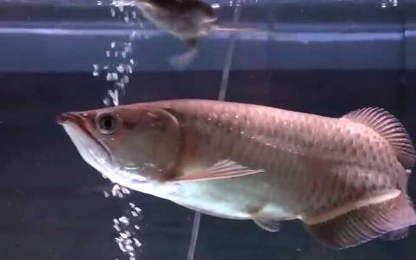 银龙鱼不吃食怎么回事?