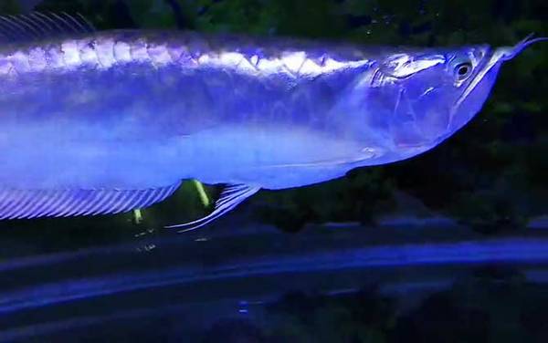 银龙鱼不吃食怎么回事?