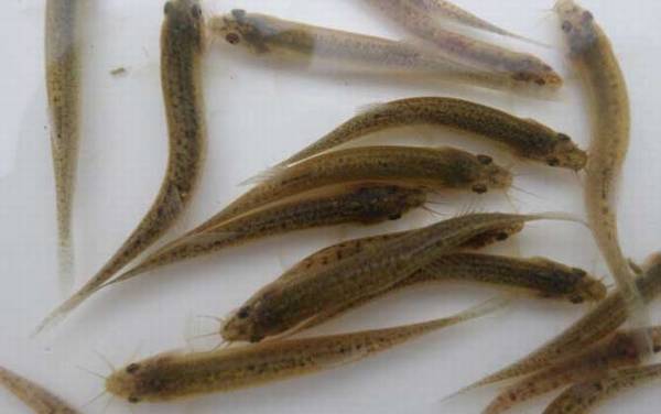 小泥鳅吃什么食物?