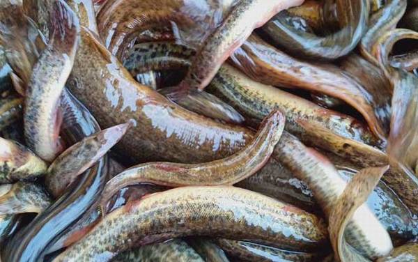 为什么放生泥鳅果报大?