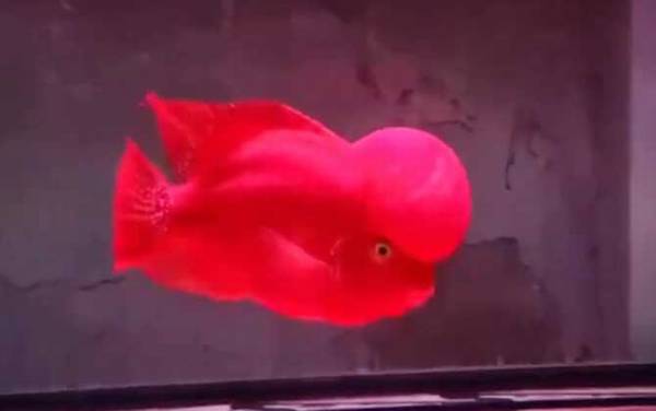 罗汉鱼多大起头?