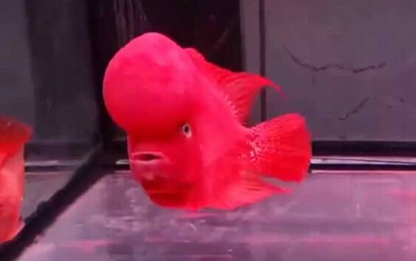 罗汉鱼多大起头?