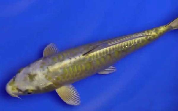 锦鲤鱼怎么养长得快?