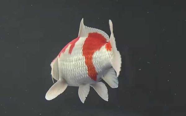 锦鲤产地在哪里?