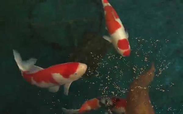 锦鲤产地在哪里?