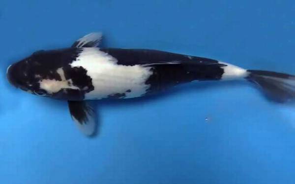 ������׼۸�ѡ������