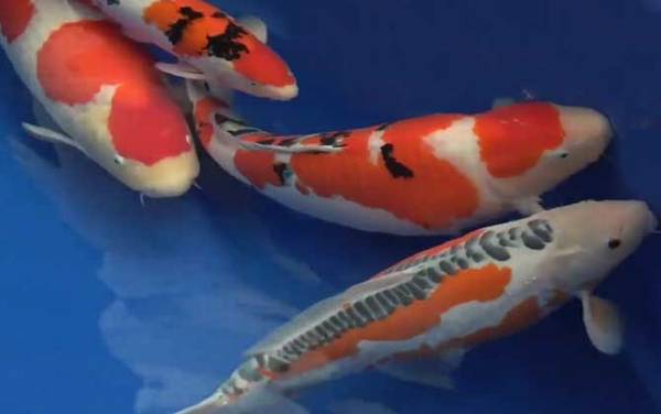 ������׼۸�ѡ������