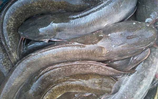 埃及塘鲺是什么鱼?