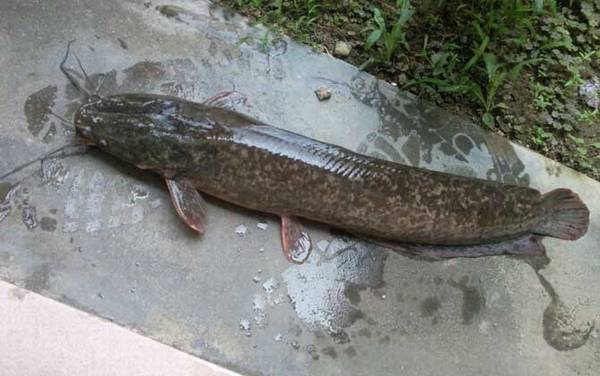 埃及塘鲺是什么鱼?