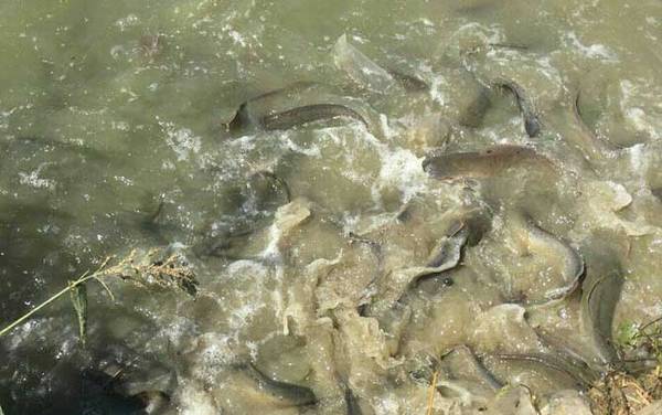 塘鲺吃什么食物?