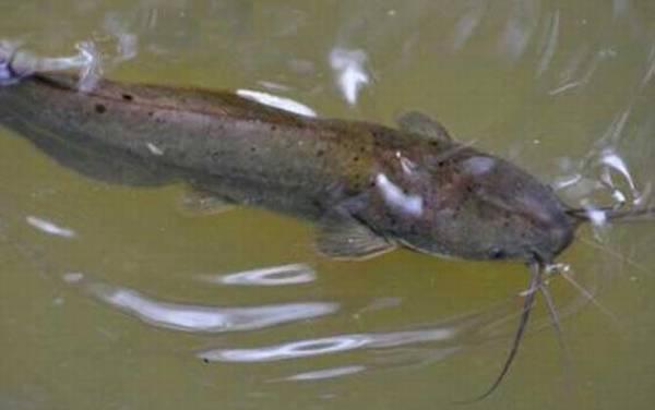 塘鲺吃什么食物?