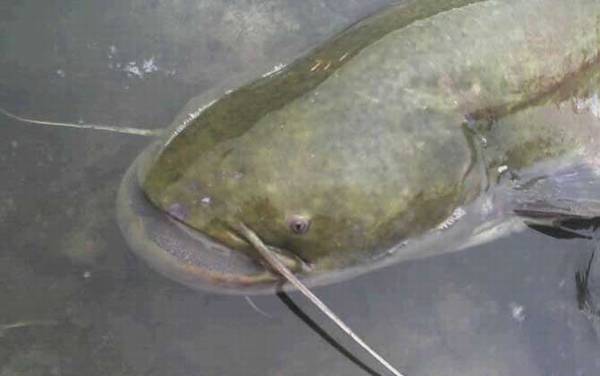 塘鲺吃什么食物?