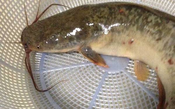 塘鲺吃什么食物?