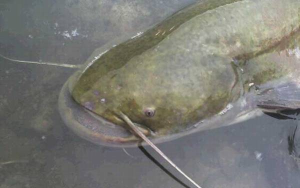 吃人塘鲺是真的吗?