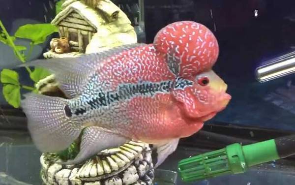 热带鱼怎么养长的快?