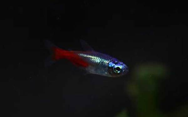 热带鱼怎么养长的快?