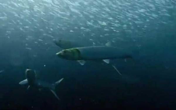 沙丁鱼是什么鱼?